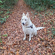 Neige participe au concours pour gagner de l'argent avec cette photo : animal, autumn_leaves, canine, dog, fall, forest, greenery, harness, leaf_litter, leaves, nature, outdoor, path, pet, quiet, sitting, tree, walking_trail, white_dog, woods