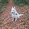 animal, autumn_leaves, canine, dog, fall, forest, greenery, harness, leaf_litter, leaves, nature, outdoor, path, pet, quiet, sitting, tree, walking_trail, white_dog, woods