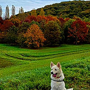 Neige participe au concours pour gagner de l'argent avec cette photo : dog, white_dog, grass, greenery, autumn, fall_foliage, trees, forest, nature, outdoor, sky, clouds, sitting, panting, collar, harness, landscape, scenic, colorful, peaceful