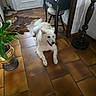Neige a rejoint le concours — aidez-le/la à gagner de superbes lots ! dog, white_dog, tile_floor, plant, potted_plant, vintage_furniture, wooden_chair, small_table, rug, indoor, home_interior, relaxed, pet, animal, happy, fur, mouth_open, tail, cozy, decor