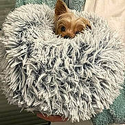 Jazz participe au concours pour gagner de l'argent avec cette photo : dog, small_dog, fluffy_cushion, person, hand, fuzzy, soft_texture, indoor, cozy, white_shirt, green_jacket, pet, cute, peeking, ears, eyes, holding, close_up, comfort, home