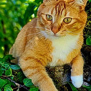 Gaspard participe au concours pour gagner de l'argent avec cette photo : cat, ginger_cat, white_paws, moss, rock, green_leaves, ivy, outdoor, nature, animal, pet, feline, closeup, portrait, relaxed, sunlight, whiskers, ears, fur, daylight