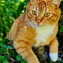 cat, ginger_cat, white_paws, moss, rock, green_leaves, ivy, outdoor, nature, animal, pet, feline, closeup, portrait, relaxed, sunlight, whiskers, ears, fur, daylight