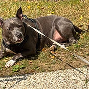Tyron a rejoint le concours — aidez-le/la à gagner de superbes lots ! dog, gray_dog, leash, harness, grass, sunlight, outdoor, pet, animal, resting, canine, sidewalk, nature, summer, relaxed, tongue_out, ears_up, daytime, shadows, ground