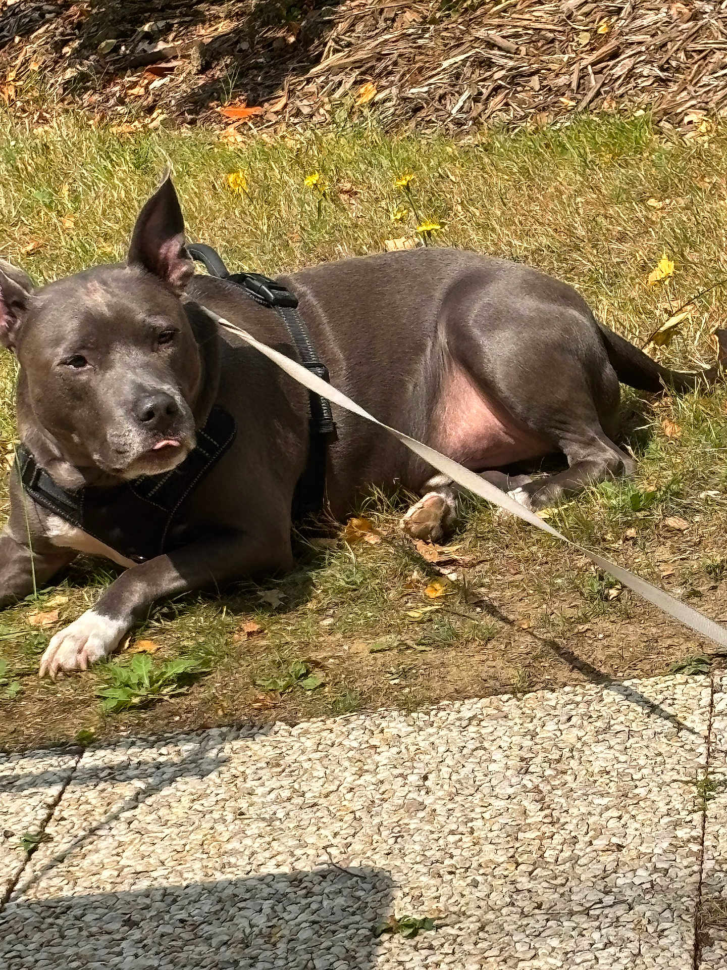 Tyron a rejoint le concours — aidez-le/la à gagner de superbes lots ! dog, gray_dog, leash, harness, grass, sunlight, outdoor, pet, animal, resting, canine, sidewalk, nature, summer, relaxed, tongue_out, ears_up, daytime, shadows, ground