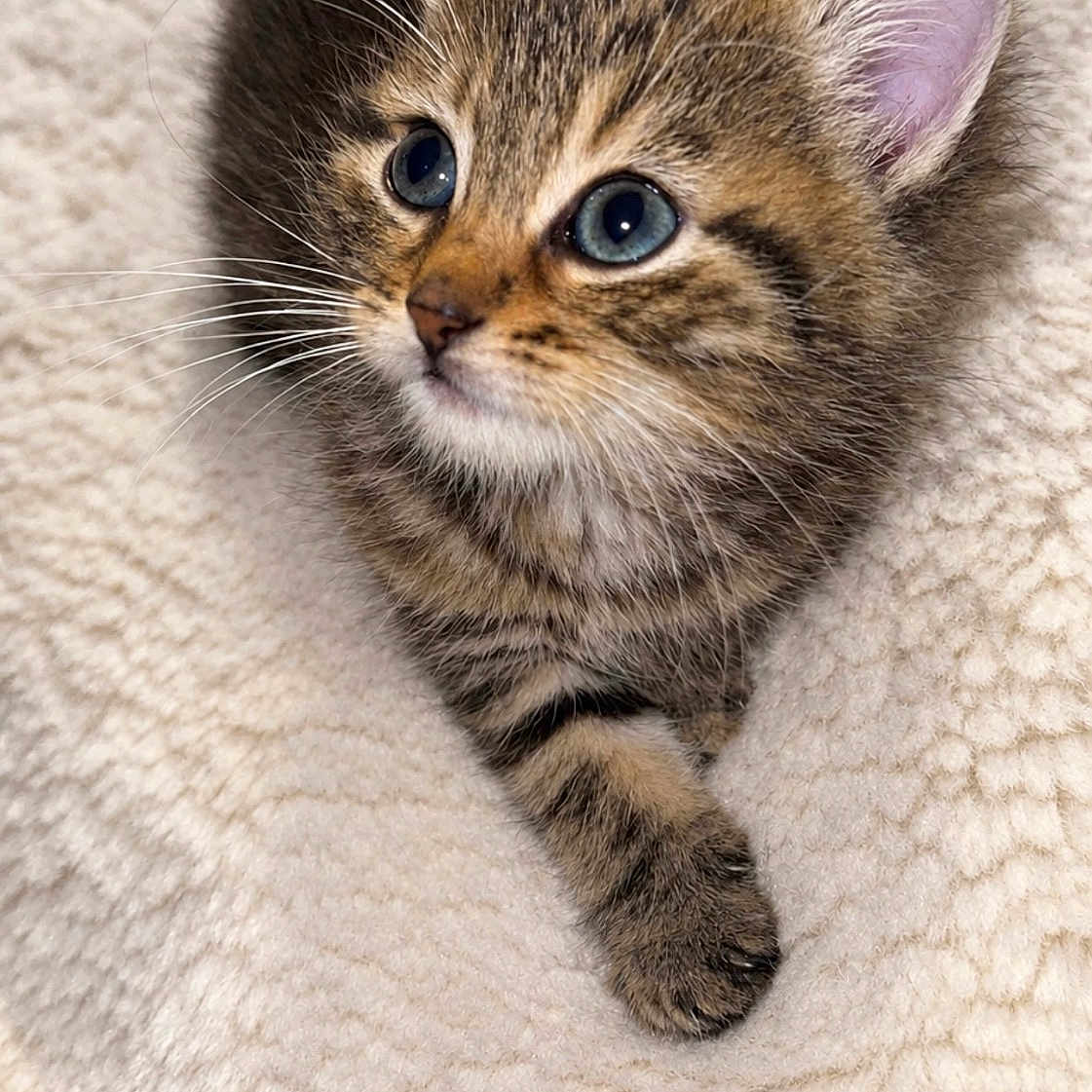 Naya a rejoint le concours — aidez-le/la à gagner de superbes lots ! kitten, cat, tabby, animal, pet, feline, fur, whiskers, blue_eyes, ears, paw, blanket, cozy, indoors, portrait, close_up, cute, fluffy, lying_down, photography