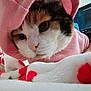 Mandy joined the competition — help win amazing prizes! cat, calico, hoodie, pink, close_up, blanket, indoor, cozy, fur, pet, animal, face, cute, soft_texture, resting, domestic, warm, comfort, portrait, feline