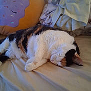 Mandy joined the competition — help win amazing prizes! cat, calico_cat, sleeping, bed, blanket, pillow, donut_pillow, soft_furniture, indoor, cozy, resting, fur, pet, animal, domestic_animal, cute, relaxation, comfort, home, nap