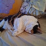 cat, calico_cat, sleeping, bed, blanket, pillow, donut_pillow, soft_furniture, indoor, cozy, resting, fur, pet, animal, domestic_animal, cute, relaxation, comfort, home, nap