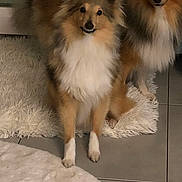 Vahny a rejoint le concours — aidez-le/la à gagner de superbes lots ! dog, sheltie, shetland_sheepdog, fluffy, pet, indoor, fur, white_rug, tile_floor, two_dogs, brown_dog, long_hair, cute, animal, companion, sitting, looking, domestic, mammal, friendly