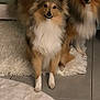 dog, sheltie, shetland_sheepdog, fluffy, pet, indoor, fur, white_rug, tile_floor, two_dogs, brown_dog, long_hair, cute, animal, companion, sitting, looking, domestic, mammal, friendly