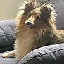 Vahny participe au concours pour gagner de l'argent avec cette photo : dog, shetland_sheepdog, fluffy, couch, indoor, pet, canine, fur, animal, resting, curious, portrait, companion, home, relaxed, smiling, ears, face, paw, light