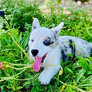 Roxie is registered to the contest to win money with this photo: animal, blue_eye, brown_eye, canine, cute, dog, flowers, fur, grass, greenery, happy, nature, outdoor, pet, plants, playful, puppy, summer, tongue_out, young