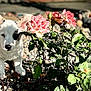 Roxie is registered to the contest to win money with this photo: daylight, dog, ears, flowers, fur, garden, green_leaves, nature, outdoor, pet, pink_roses, plant, puppy, rocks, rose_bush, shadow, small_rocks, sunlight, yellow_rose, young_dog