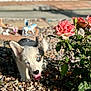 animal, blue_eyes, cute, daylight, dog, exploring, flowers, fur, garden, greenery, nature, outdoor, pet, plants, puppy, rocks, roses, small_dog, sunlight, tongue_out