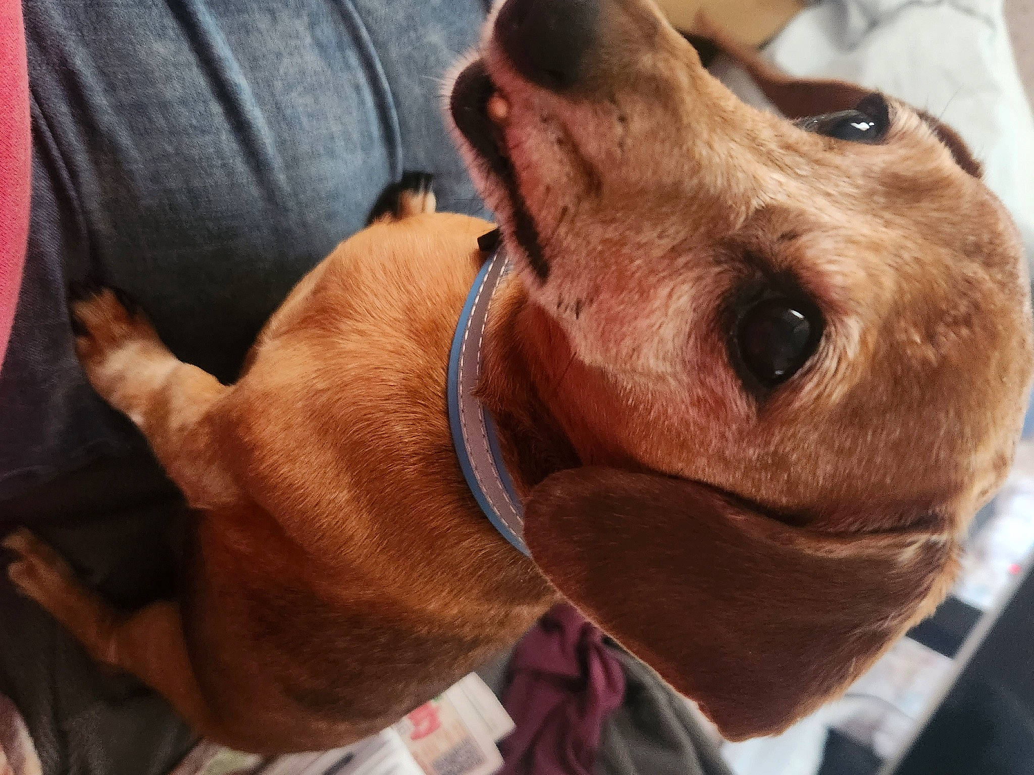 Fizz joined the competition — help win amazing prizes! canidae, carnivore, collar, companion_dog, dog, dog_breed, dog_collar, dog_supply, ear, fawn, fur, jaw, liver, pet_supply, selfie, snout, sporting_group, whiskers, working_animal, wrinkle