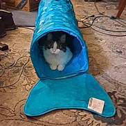 Ham Bone joined the competition — help win amazing prizes! cat, blue_tunnel, pet_toy, indoor, carpet, curious, fluffy, animal, cozy, cable, box, feline, resting, playful, home, floor, domestic, cute, kitten, relaxed