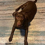 Princess Rae is registered to the contest to win money with this photo: alert, animal, brown_fur, canine, carpet, chocolate_labrador, companion, cute, dog, domestic_animal, ears, floor, indoor, looking_up, lying_down, mammal, paw, pet, relaxed, tail