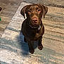 Princess Rae is registered to the contest to win money with this photo: animal, brown_dog, canine, carpet, collar, companion, cute, dog, domestic_animal, ears, floor, fur, indoor, labrador, looking_up, pet, puppy, sitting, waiting, young_dog