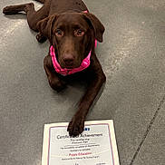 Princess Rae joined the competition — help win amazing prizes! dog, puppy, chocolate_labrador, certificate, achievement, pink_harness, floor, indoor, paw, training, education, award, pet, canine, lying_down, looking_up, animal, domestic_animal, pet_smart, celebration