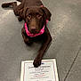 dog, puppy, chocolate_labrador, certificate, achievement, pink_harness, floor, indoor, paw, training, education, award, pet, canine, lying_down, looking_up, animal, domestic_animal, pet_smart, celebration