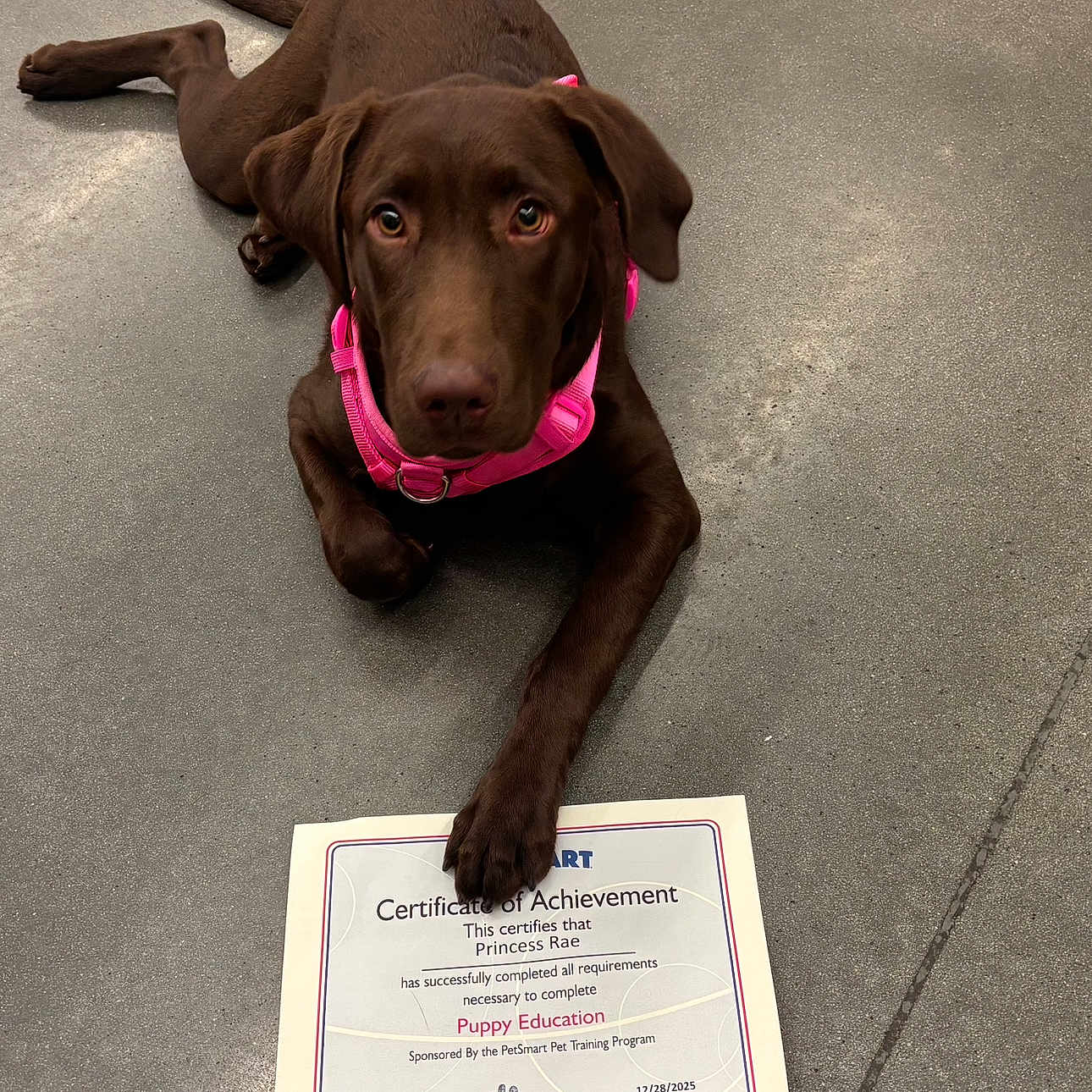 Princess Rae joined the competition — help win amazing prizes! achievement, animal, award, canine, celebration, certificate, chocolate_labrador, dog, domestic_animal, education, floor, indoor, looking_up, lying_down, paw, pet, pet_smart, pink_harness, puppy, training