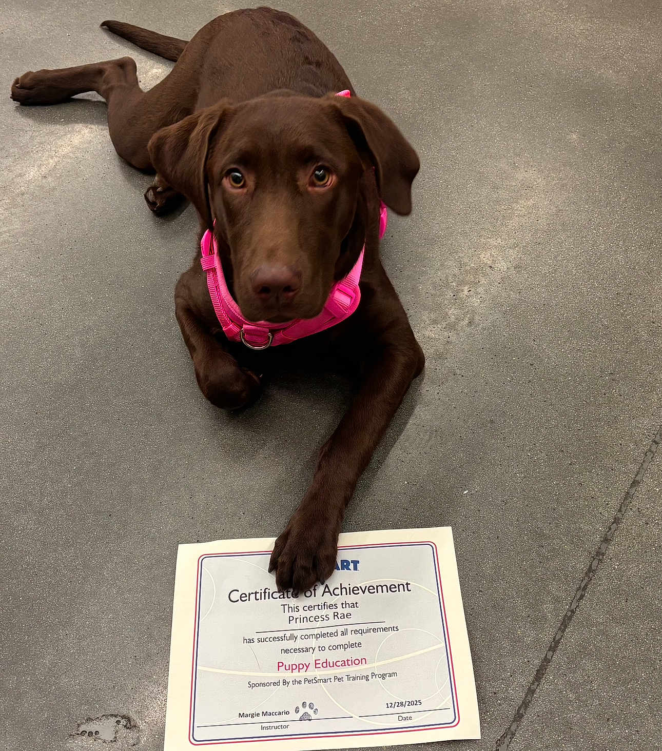Princess Rae joined the competition — help win amazing prizes! dog, puppy, chocolate_labrador, certificate, achievement, pink_harness, floor, indoor, paw, training, education, award, pet, canine, lying_down, looking_up, animal, domestic_animal, pet_smart, celebration