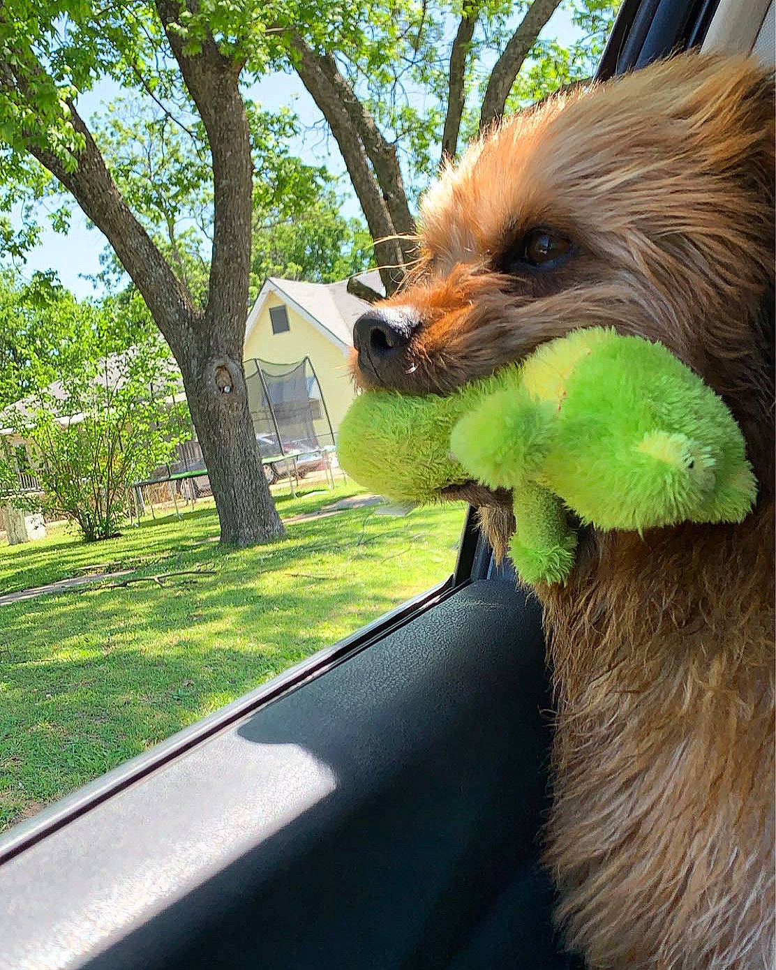 Beck joined the competition — help win amazing prizes! canidae, carnivore, collar, companion_dog, dog, dog_breed, dog_collar, dog_supply, eyewear, fawn, grass, liver, plant, sky, snout, sporting_group, sunglasses, tail, tree, working_animal