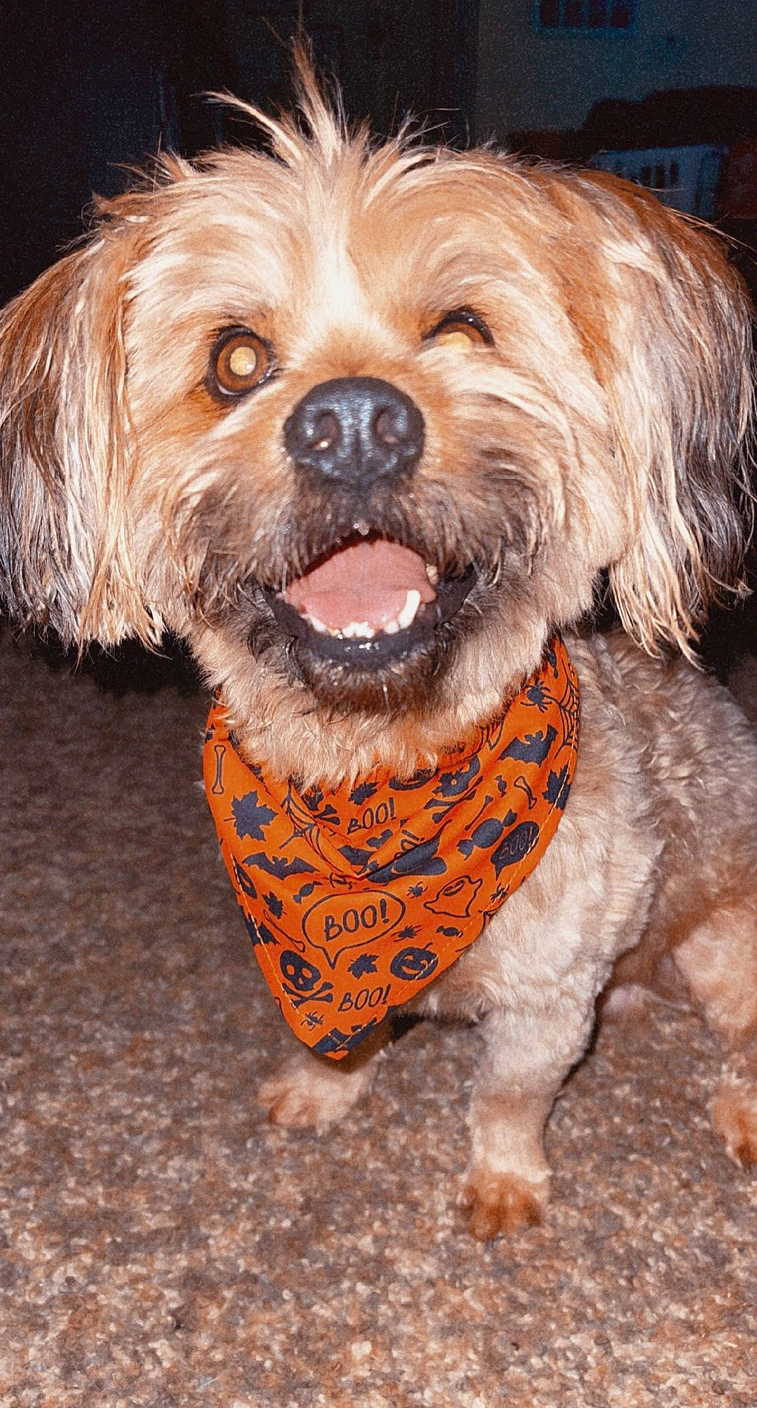 Beck joined the competition — help win amazing prizes! canidae, carnivore, collar, companion_dog, dog, dog_breed, dog_clothes, dog_collar, dog_supply, fur, labradoodle, liver, maltepoo, small_terrier, snout, sporting_group, terrier, toy_dog, working_animal, yorkipoo