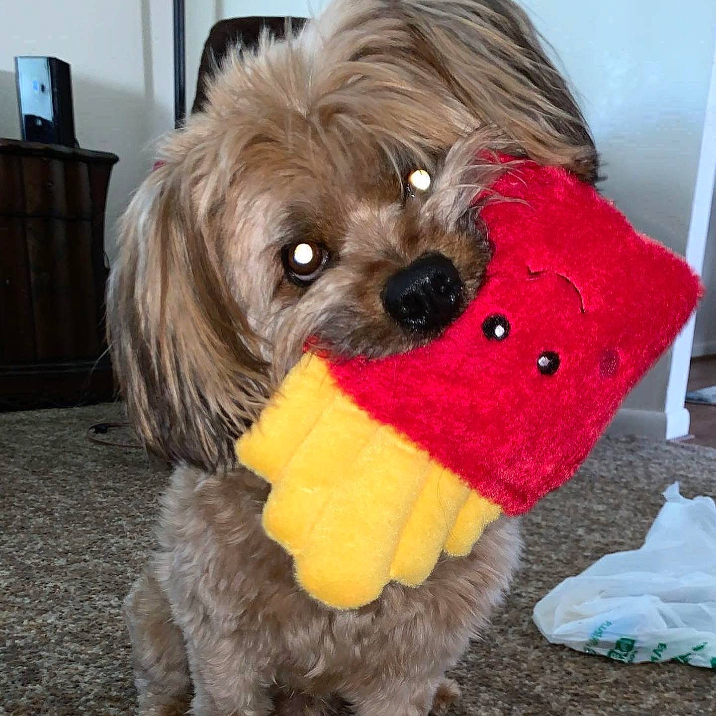 Beck is registered to the contest to win money with this photo: cabinetry, canidae, carnivore, companion_dog, dog, dog_breed, dog_clothes, dog_supply, fur, liver, maltepoo, puppy_love, small_terrier, snout, sporting_group, television, terrier, toy_dog, working_animal, yorkipoo