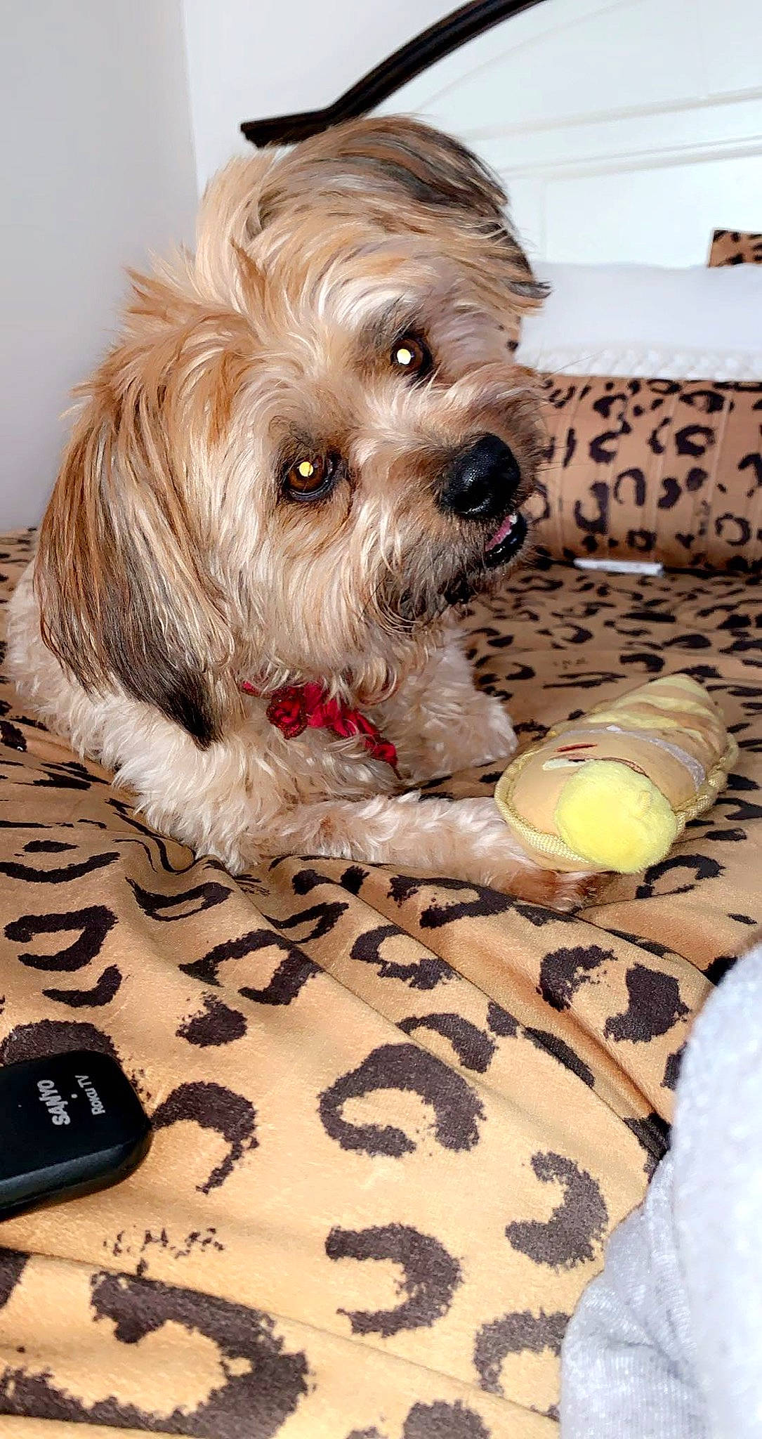 Beck is registered to the contest to win money with this photo: ball, biewer_terrier, carnivore, comfort, companion_dog, dog, dog_breed, dog_supply, flooring, fur, linens, liver, pillow, poodle_crossbreed, puppy_love, small_terrier, sporting_group, terrier, toy_dog, yorkipoo