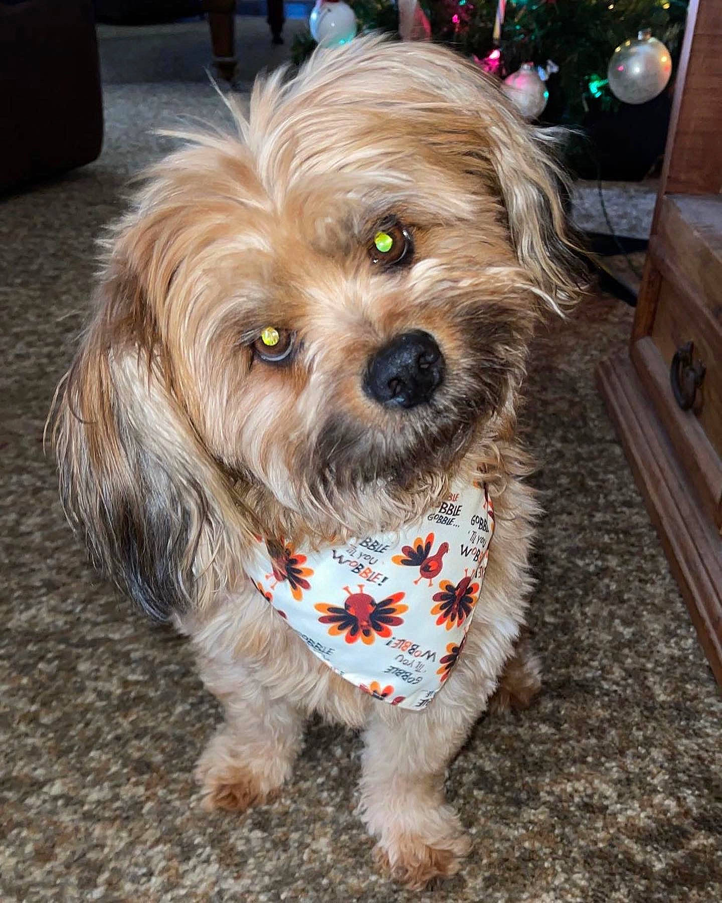 Beck is registered to the contest to win money with this photo: cabinetry, canidae, carnivore, companion_dog, dog, dog_breed, dog_clothes, dog_supply, fashion_accessory, fawn, firefighter, fur, liver, maltepoo, puppy_love, small_terrier, snout, sporting_group, terrier, toy_dog