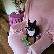 Babygirl is registered to the contest to win money with this photo: dog, boston_terrier, toy, bone, armchair, pink_blanket, flower_vase, table, wooden_floor, indoor, pet, fur, ears, black_and_white, sitting, looking, home_interior, decor, plant, household