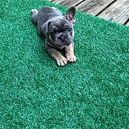 Gamora joined the competition — help win amazing prizes! puppy, dog, french_bulldog, artificial_grass, green, outdoor, pet, cute, small_dog, animal, lying_down, ear_up, wooden_deck, canine, young_dog, playful, adorable, companion, fur, domestic_animal