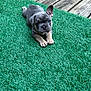puppy, dog, french_bulldog, artificial_grass, green, outdoor, pet, cute, small_dog, animal, lying_down, ear_up, wooden_deck, canine, young_dog, playful, adorable, companion, fur, domestic_animal