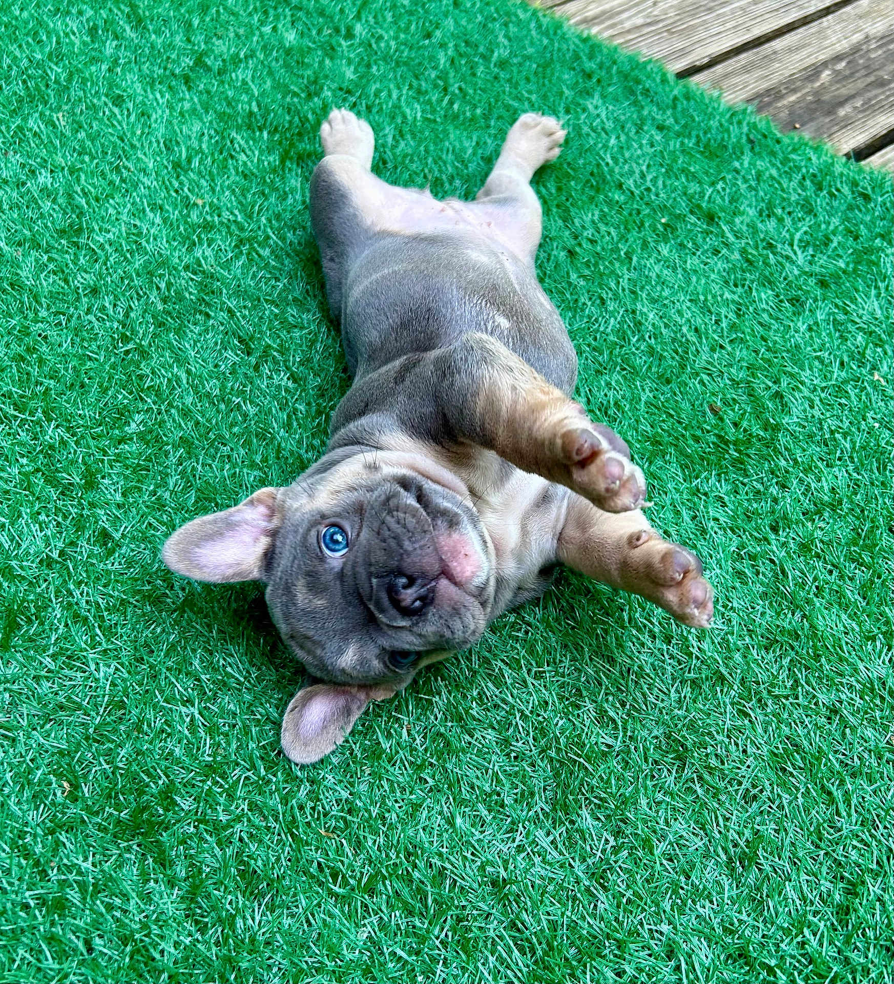 Gamora is registered to the contest to win money with this photo: puppy, french_bulldog, dog, blue_eyes, grass, artificial_grass, playful, pet, animal, outdoor, cute, young, fur, paws, lying_down, looking_up, ears, snout, nose, tongue