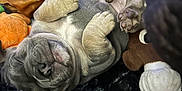 Gamora joined the competition — help win amazing prizes! puppy, dog, sleeping, paw, blanket, plush_toy, cozy, fur, cute, pet, animal, wrinkles, snout, indoor, soft, resting, young, toy, relaxed, nap