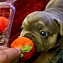 Gamora is registered to the contest to win money with this photo: puppy, dog, strawberry, fruit, hand, blanket, cozy, sniffing, closeup, cute, pet, indoor, red, gray, fur, wrinkles, curious, soft, food, playing