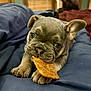 Gamora is registered to the contest to win money with this photo: puppy, dog, french_bulldog, pet, chewing, snack, blue_blanket, indoor, cozy, cute, animal, canine, young, ears, nose, bed, window_blinds, soft_light, close_up, lying_down