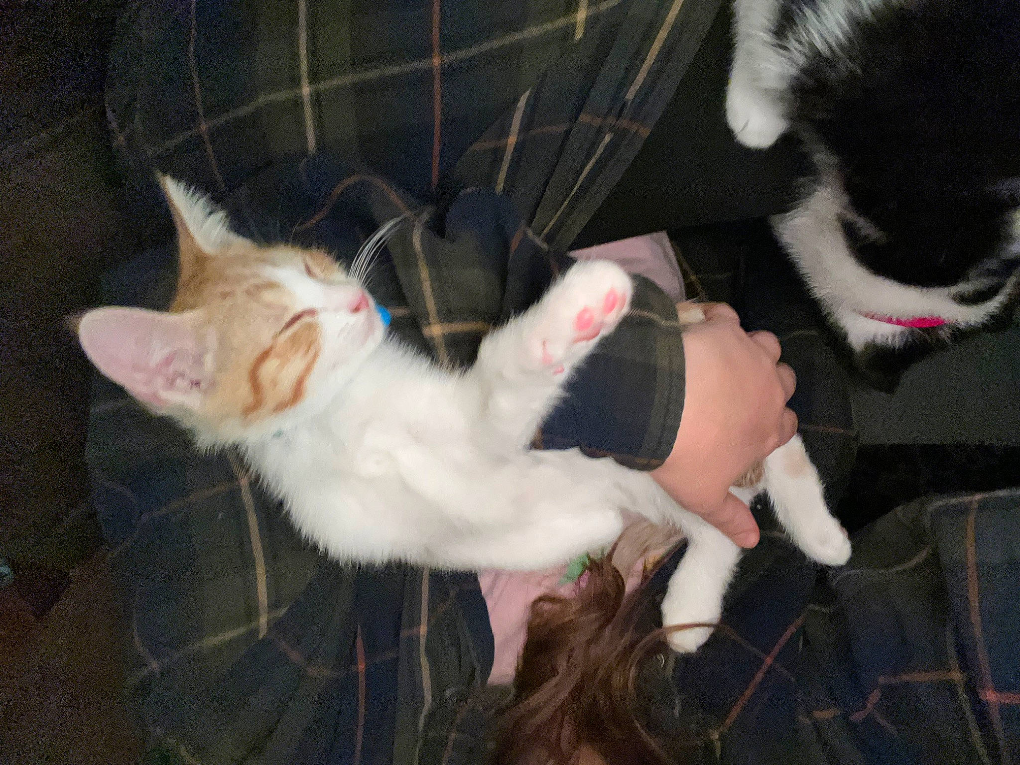 Linus is registered to the contest to win money with this photo: canidae, carnivore, cat, claw, companion_dog, dog_breed, domestic_short_haired_cat, ear, fawn, felidae, fur, gesture, lap, paw, small_to_medium_sized_cats, snout, sporting_group, tail, whiskers