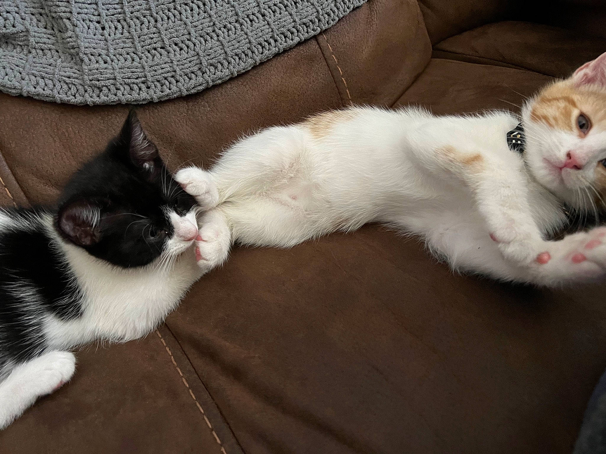 Linus is registered to the contest to win money with this photo: canidae, carnivore, cat, claw, comfort, couch, domestic_short_haired_cat, felidae, fur, grey, human_leg, lap, leg, mammal, paw, small_to_medium_sized_cats, snout, tail, textile, whiskers