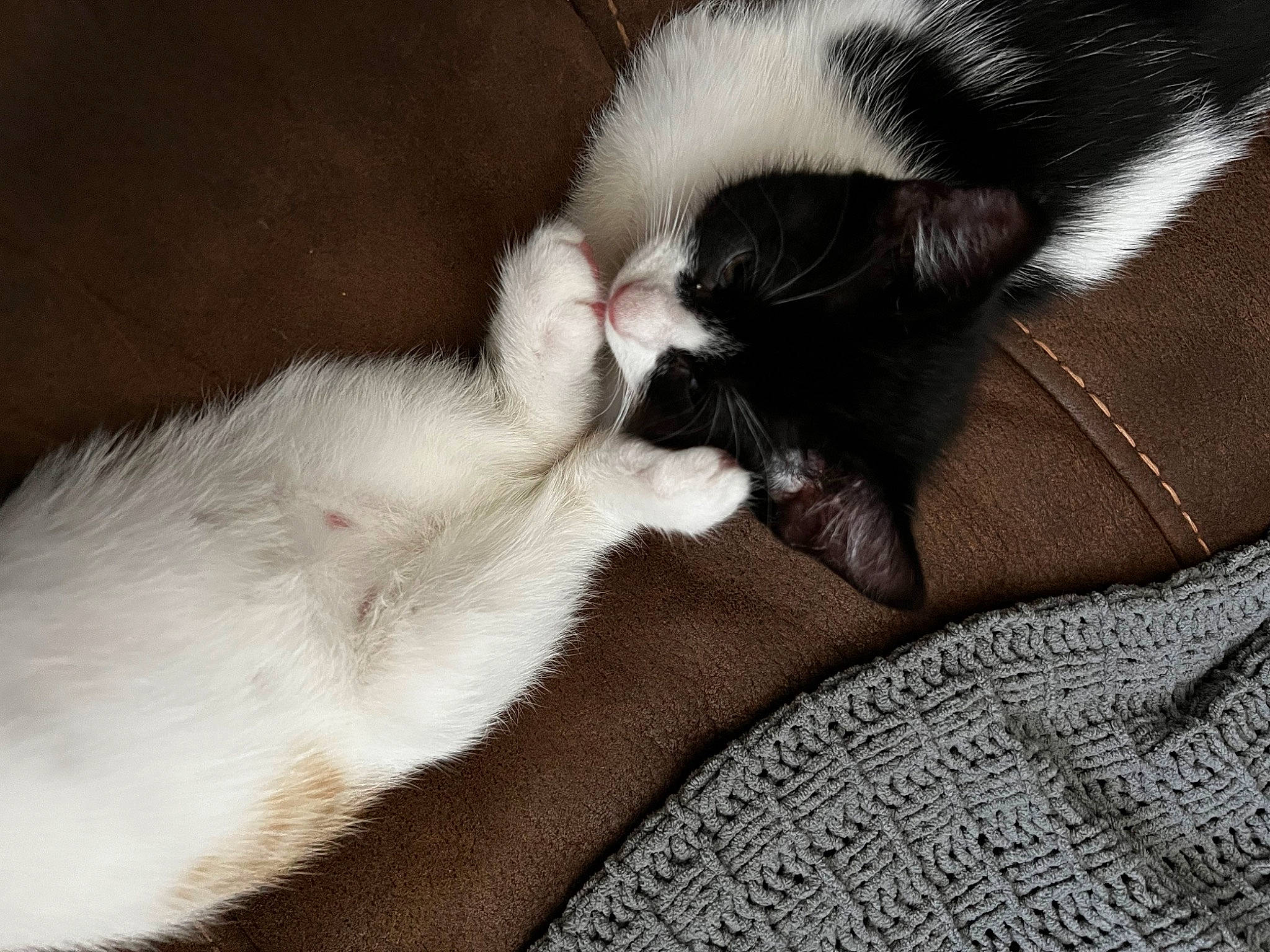 Linus joined the competition — help win amazing prizes! canidae, carnivore, cat, claw, comfort, dog_breed, domestic_short_haired_cat, ear, felidae, fur, linens, nap, paw, sleep, small_to_medium_sized_cats, snout, sporting_group, tail, whiskers