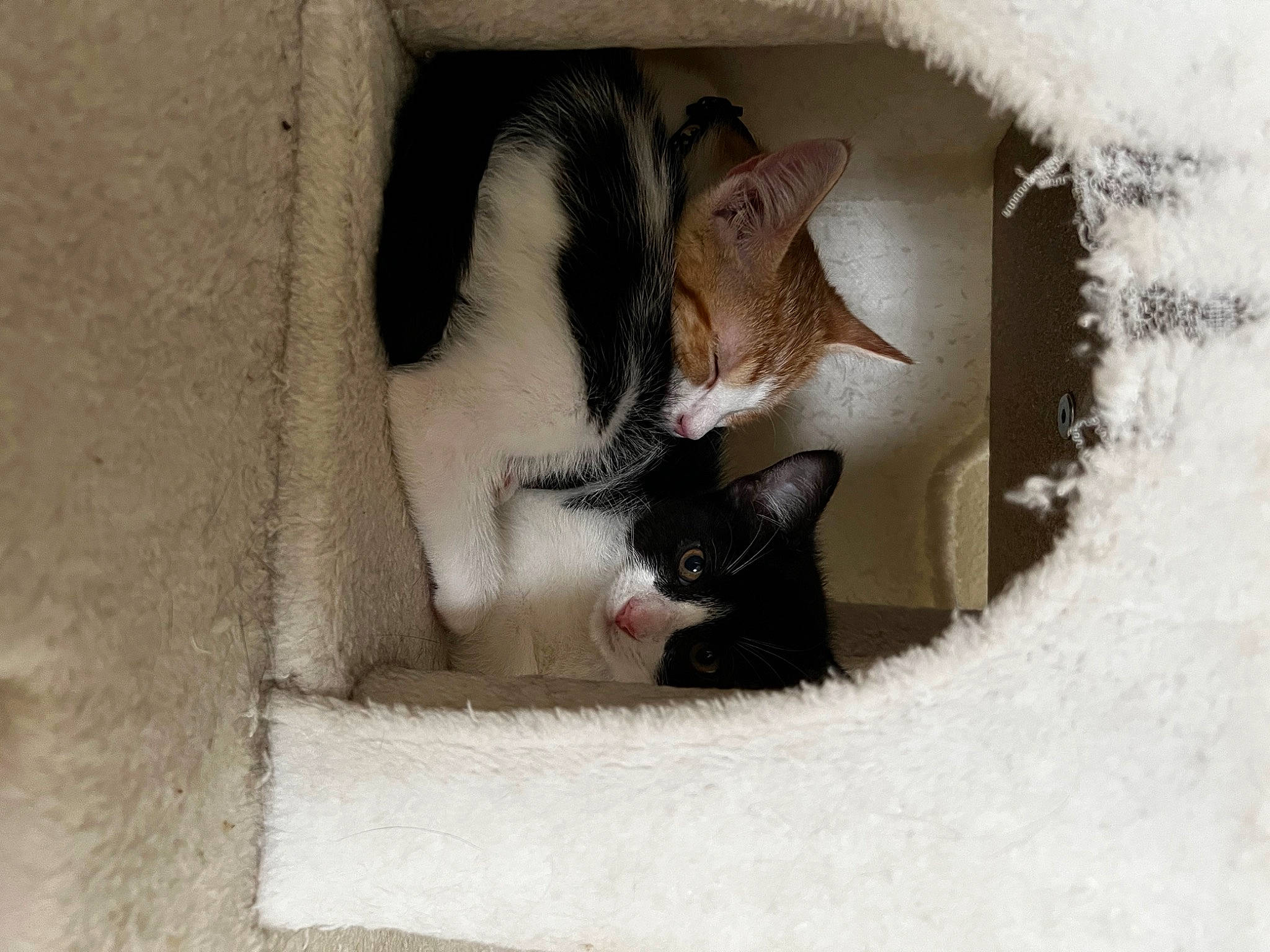 Marcie is registered to the contest to win money with this photo: box, cardboard, carnivore, cat, comfort, domestic_short_haired_cat, felidae, fur, grey, paw, small_to_medium_sized_cats, snout, snow, stairs, tail, tree, whiskers, window, winter, wood