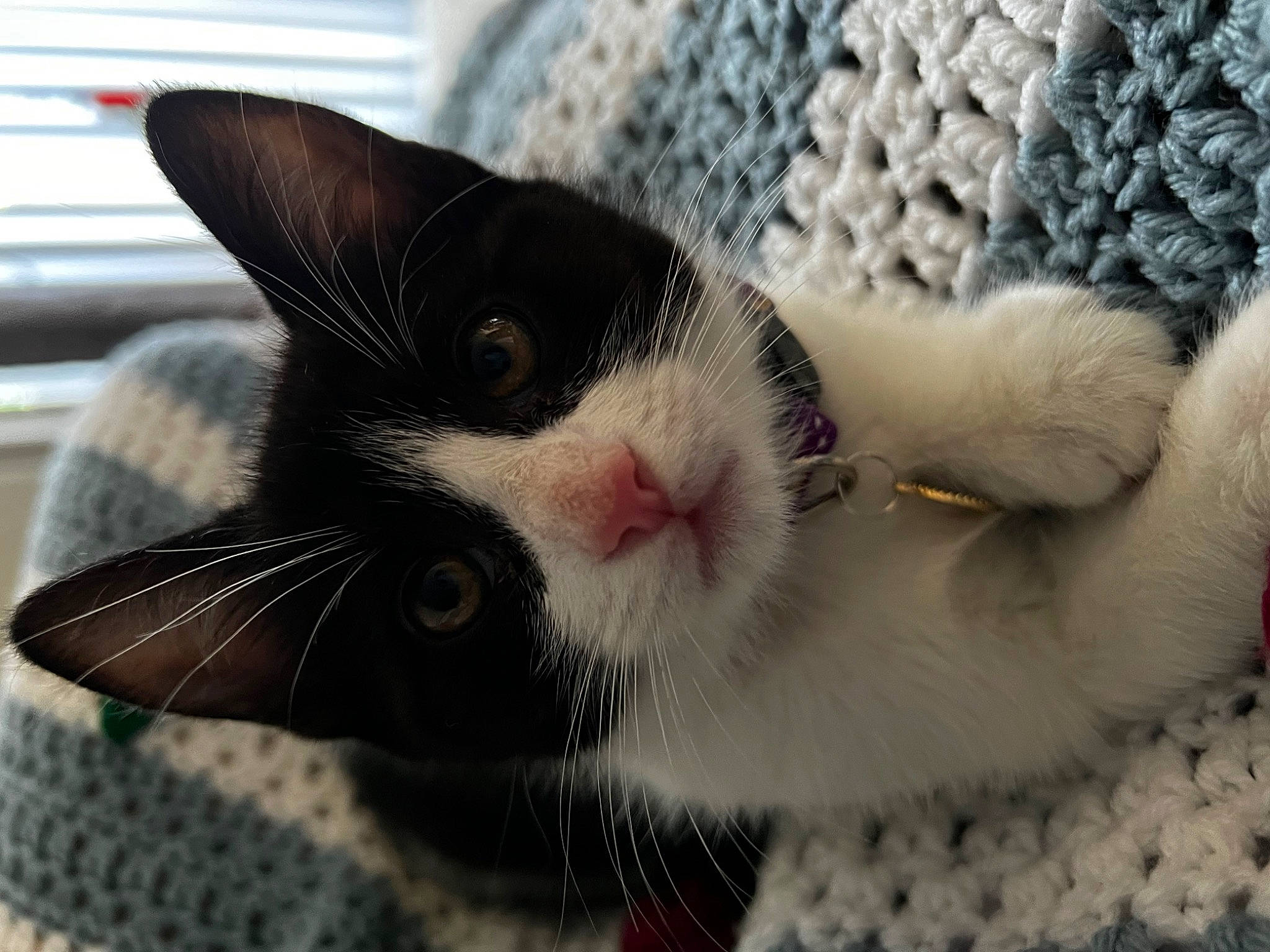 Marcie is registered to the contest to win money with this photo: carnivore, cat, claw, comfort, domestic_short_haired_cat, eye, felidae, fur, nap, pattern, paw, small_to_medium_sized_cats, snout, tail, terrestrial_animal, textile, whiskers, wool, woolen, woven_fabric