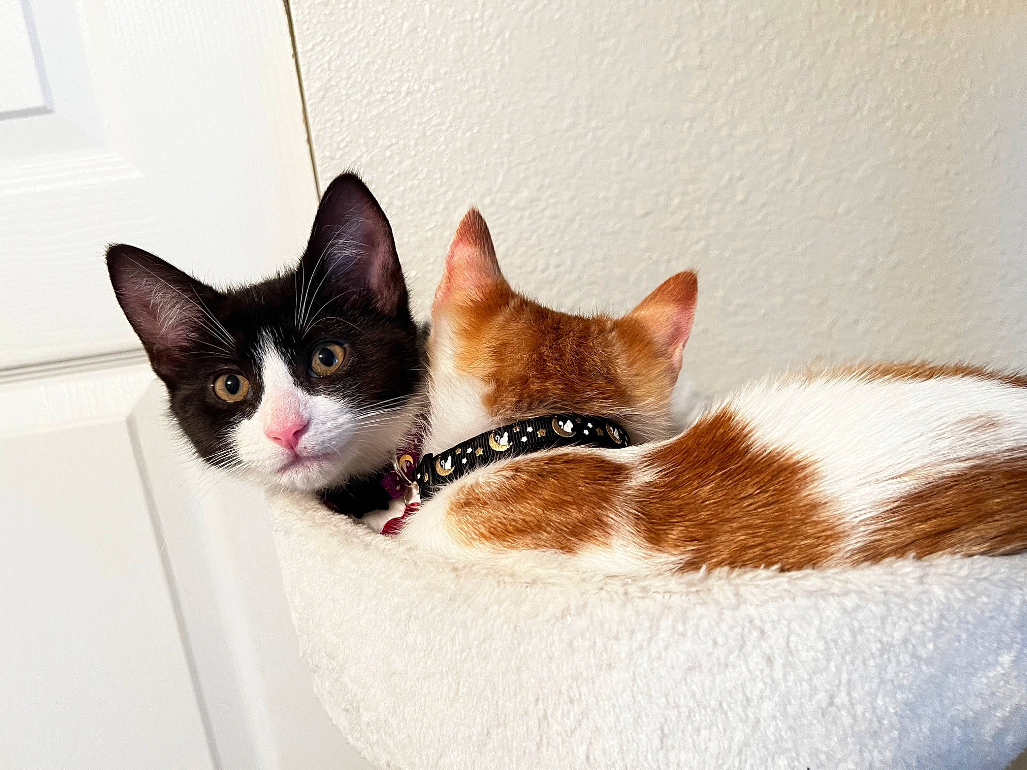 Marcie joined the competition — help win amazing prizes! art, box, carnivore, cat, cat_furniture, cat_supply, collar, comfort, domestic_short_haired_cat, fawn, felidae, fur, paw, pet_supply, plant, small_to_medium_sized_cats, snout, tail, whiskers, window