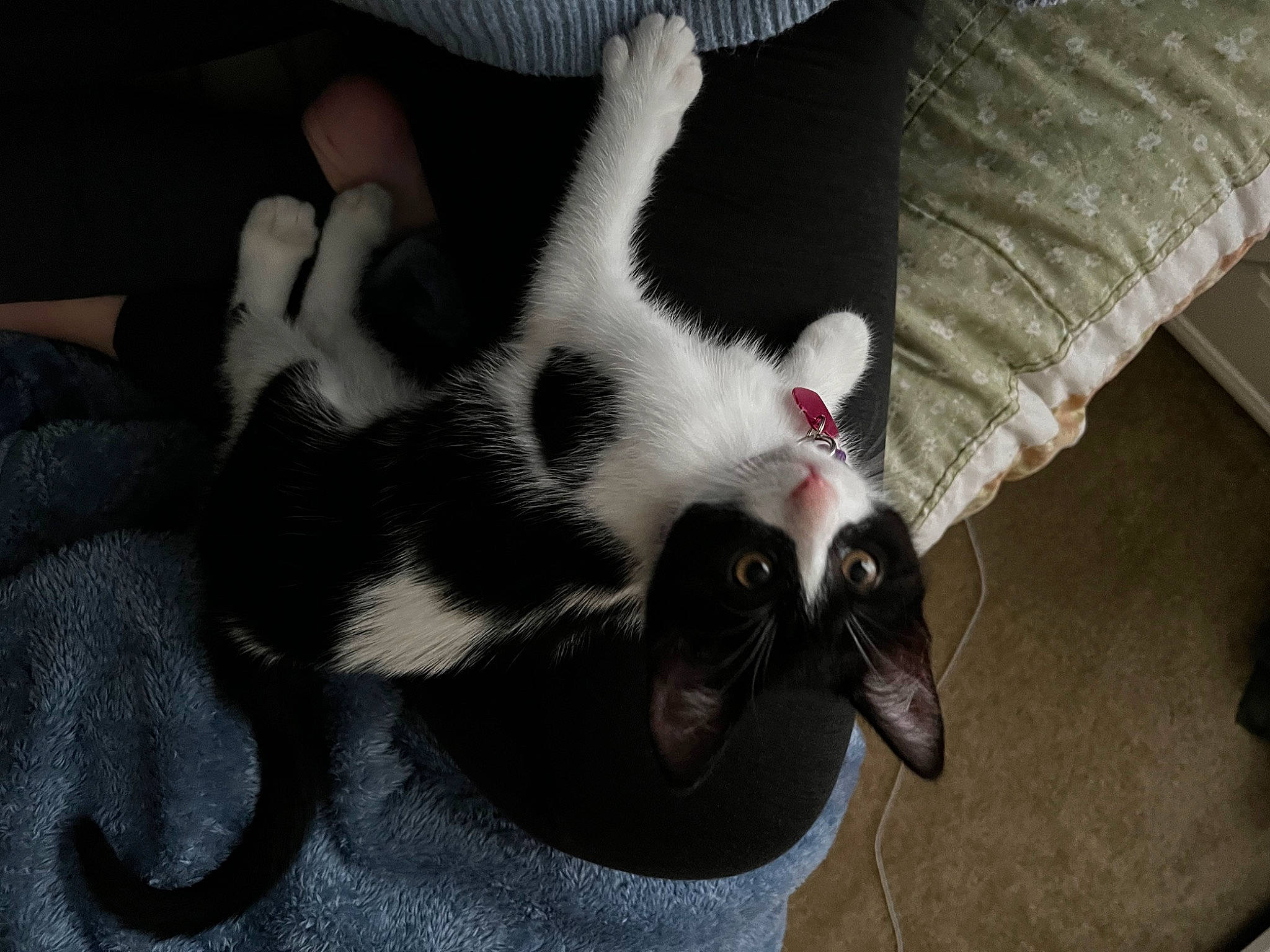 Marcie is registered to the contest to win money with this photo: canidae, carnivore, cat, claw, comfort, companion_dog, couch, dog_breed, domestic_short_haired_cat, ear, fawn, felidae, fur, gesture, nail, paw, small_to_medium_sized_cats, snout, tail, whiskers