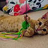 Basile participe au concours pour gagner de l'argent avec cette photo : cat, kitten, orange_tabby, toy, ribbons, green_ball, playful, lying_down, wide_eyes, indoor, pillow, floral_pattern, colorful, curious, pet, cute, feline, whiskers, pink_nose, soft_fur