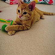 Basile participe au concours pour gagner de l'argent avec cette photo : cat, kitten, orange_tabby, toy, green_toy, ribbons, pillow, floral_pattern, beige_surface, indoor, pet, cute, animal, feline, resting, crossed_paws, playful, young_cat, domestic_cat, cozy