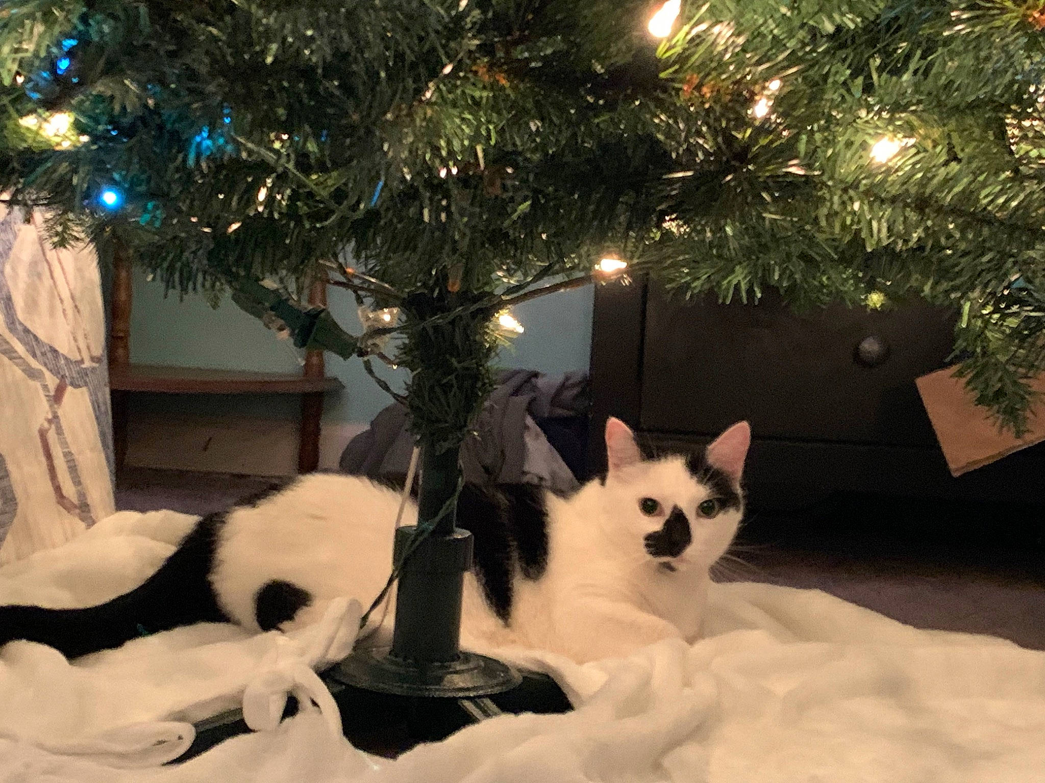 Chai joined the competition — help win amazing prizes! carnivore, cat, christmas_decoration, christmas_ornament, christmas_tree, companion_dog, event, fawn, felidae, holiday, holiday_ornament, light, ornament, plant, small_to_medium_sized_cats, snow, tail, tree, whiskers, window