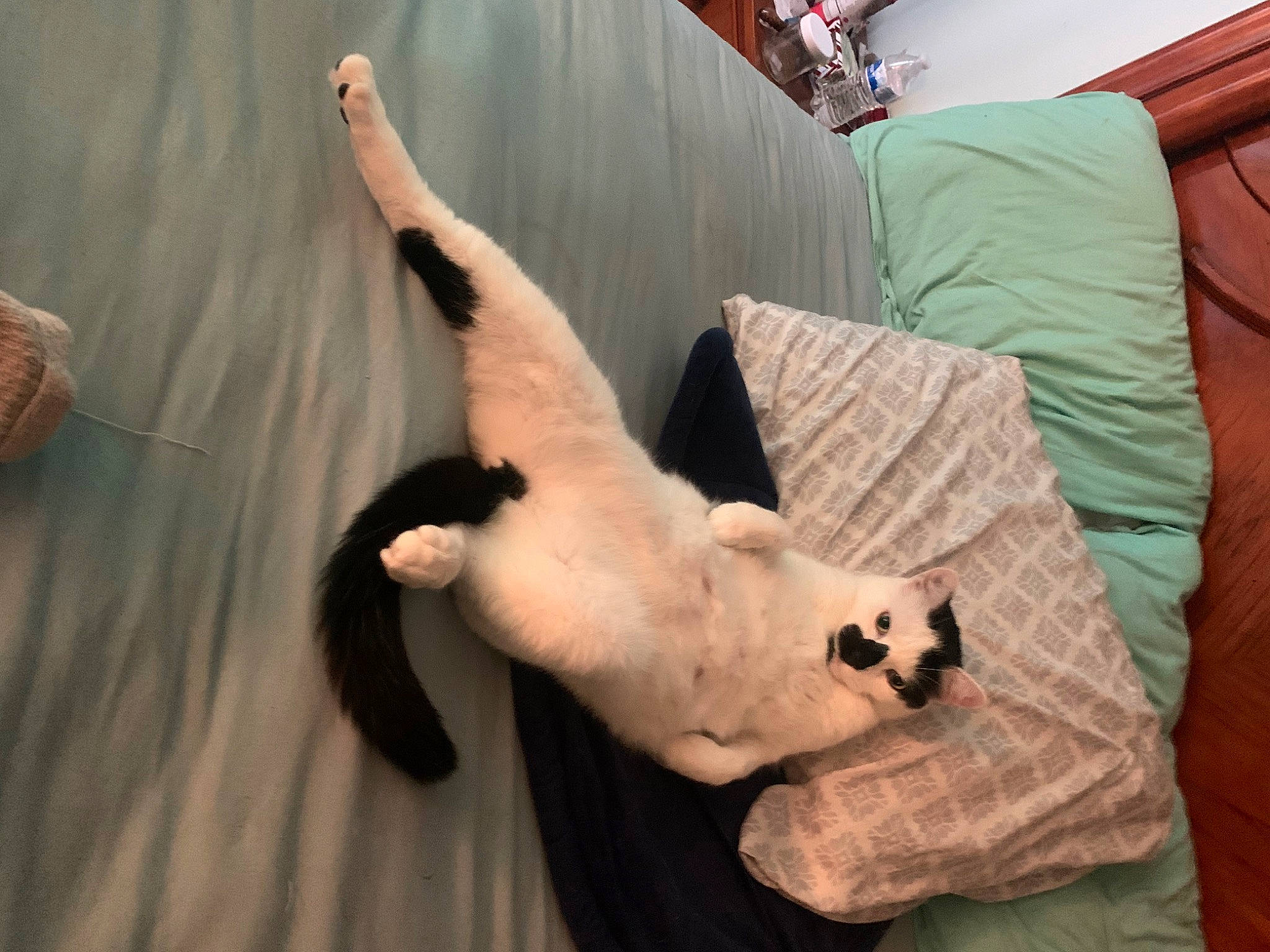 Chai is registered to the contest to win money with this photo: carnivore, cat, comfort, companion_dog, couch, dog_breed, domestic_short_haired_cat, duvet, fawn, felidae, fur, hardwood, linens, mammal, paw, small_to_medium_sized_cats, sporting_group, tail, whiskers, wood